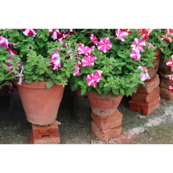 Natural Tropical Flower